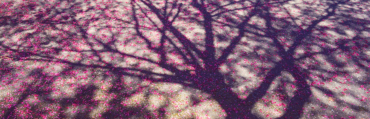 Pétales de fleurs sur le sol à l'ombre d'un arbre.