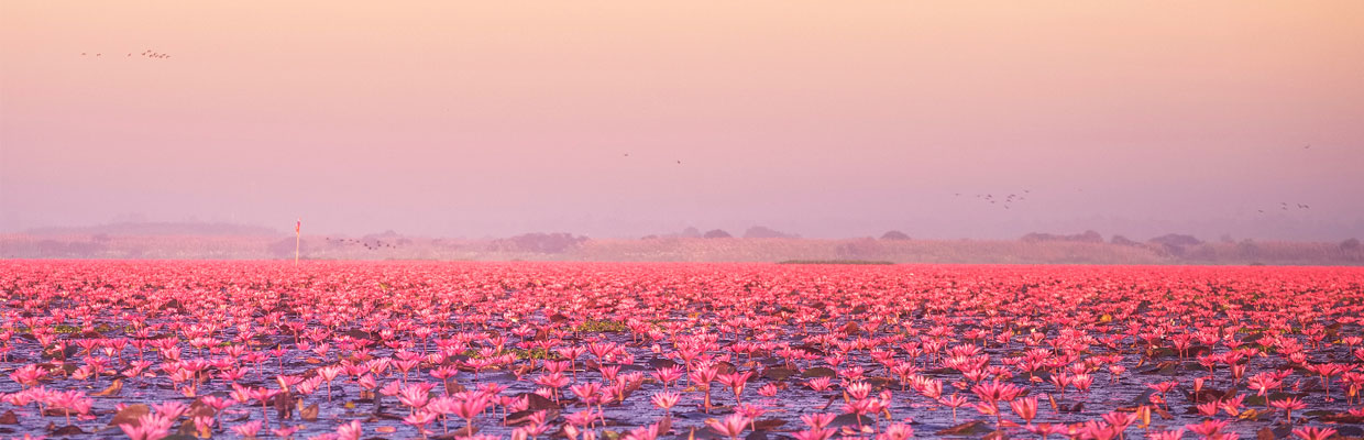 Lac aux Nymphéas Roses