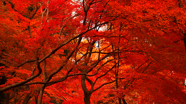 Feuilles rouges d'automne