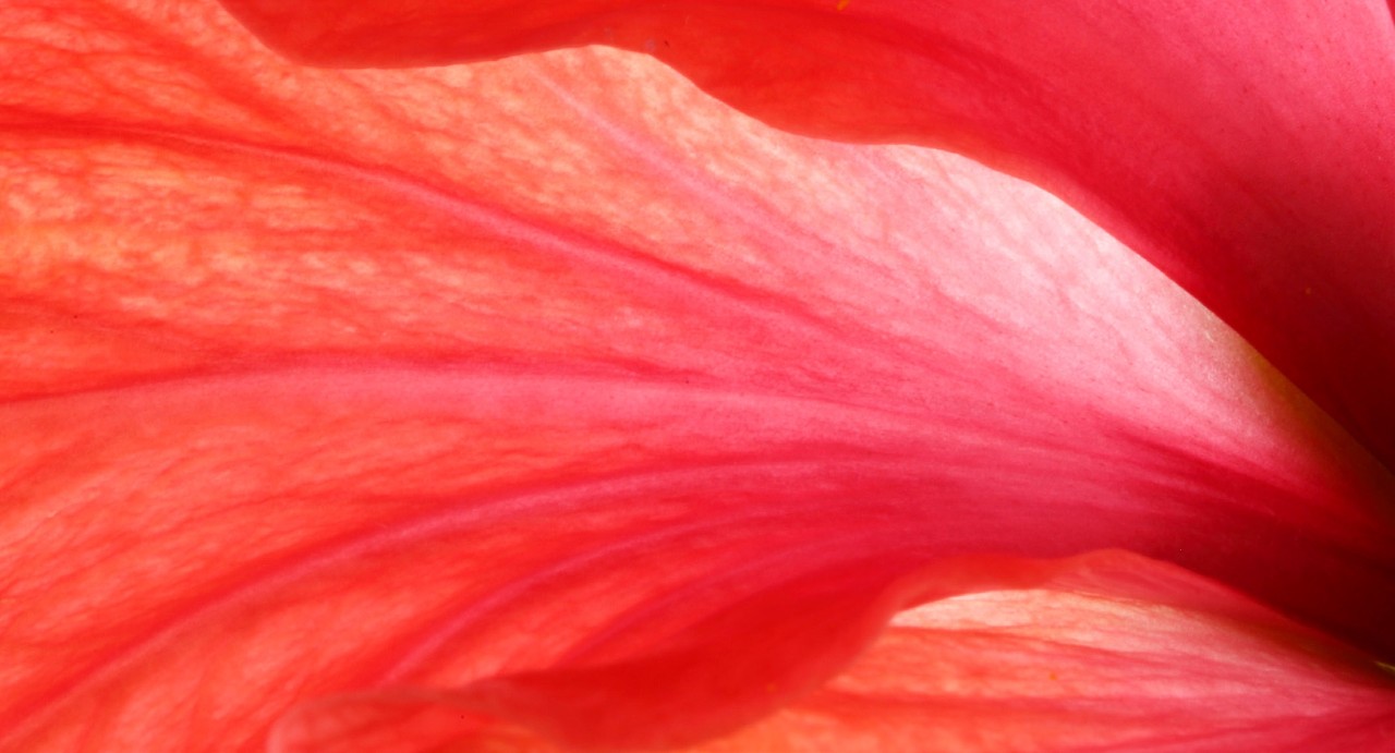 Pétales de fleur