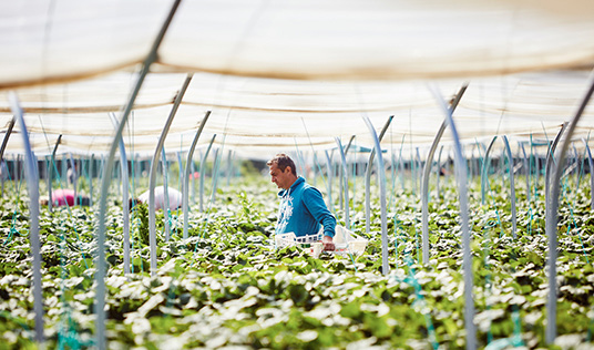 Agriculture en interieur