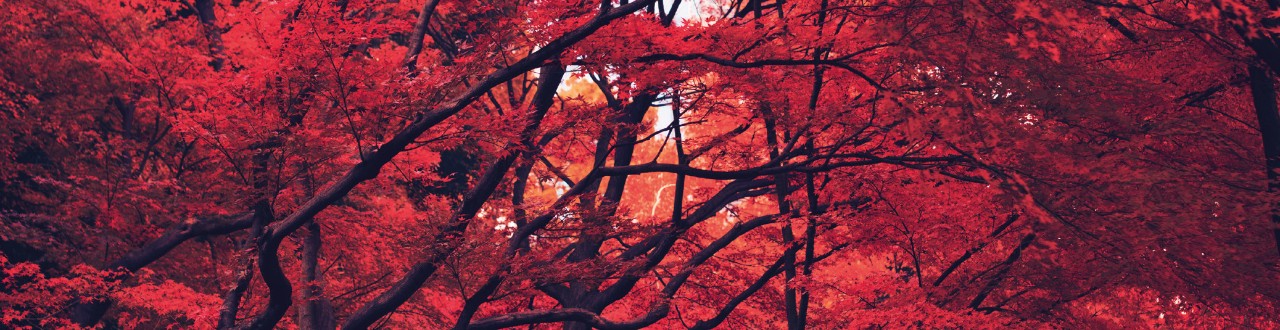 Arbres rouges