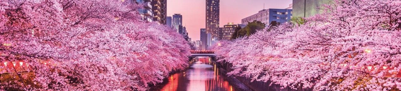 Fleur de cerisier rose à Tokyo