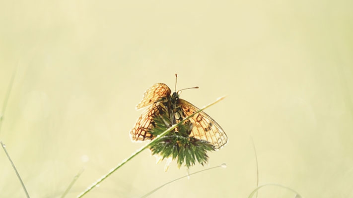 Papillon